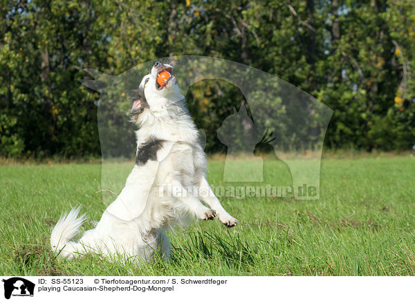 spielender Kaukasischer-Schferhund-Mischling / playing Caucasian-Shepherd-Dog-Mongrel / SS-55123