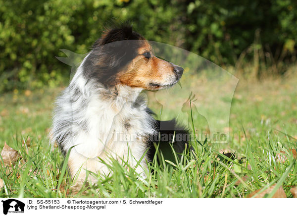 liegender Sheltie-Mischling / lying Shetland-Sheepdog-Mongrel / SS-55153