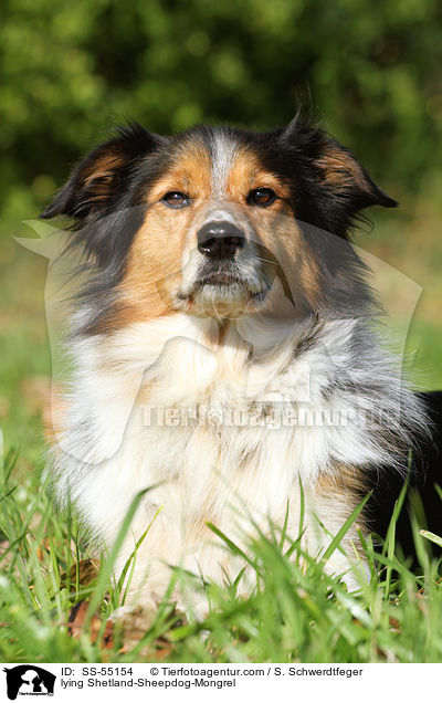 liegender Sheltie-Mischling / lying Shetland-Sheepdog-Mongrel / SS-55154