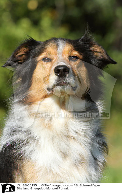 Sheltie-Mischling Portrait / Shetland-Sheepdog-Mongrel Portrait / SS-55155