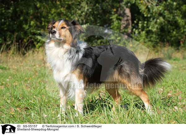 Sheltie-Mischling / Shetland-Sheepdog-Mongrel / SS-55157