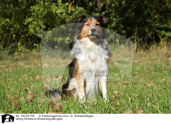 sitzender Sheltie-Mischling / sitting Shetland-Sheepdog-Mongrel / SS-55158