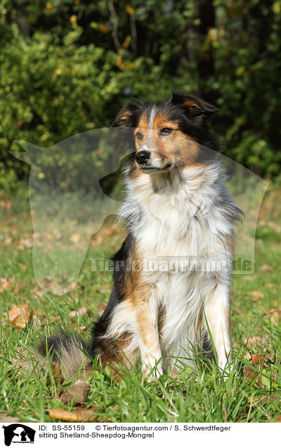 sitzender Sheltie-Mischling / sitting Shetland-Sheepdog-Mongrel / SS-55159