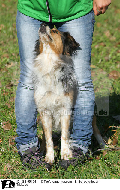 Hund zeigt Trick / Trickdog / SS-55164
