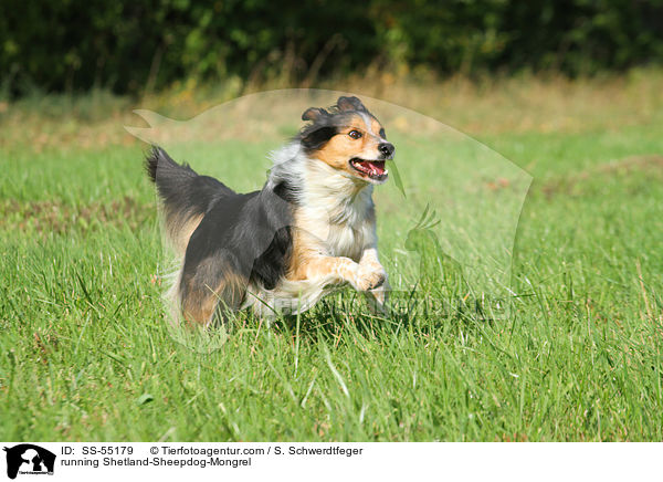 rennender Sheltie-Mischling / running Shetland-Sheepdog-Mongrel / SS-55179