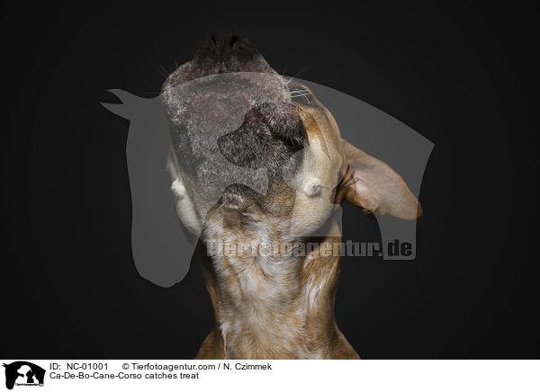Ca-De-Bo-Cane-Corso fngt Leckerli / Ca-De-Bo-Cane-Corso catches treat / NC-01001
