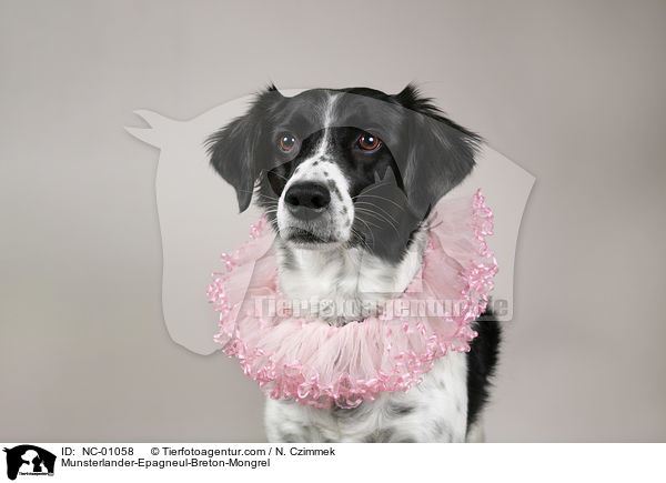 Mnsterlnder-Epagneul-Breton-Mischling / Munsterlander-Epagneul-Breton-Mongrel / NC-01058
