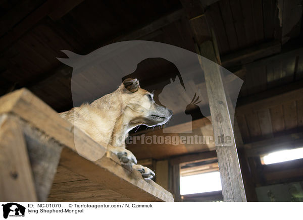 liegender Schferhund-Mischling / lying Shepherd-Mongrel / NC-01070