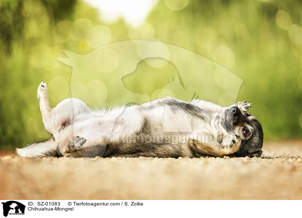 Chihuahua-Mischling / Chihuahua-Mongrel / SZ-01083