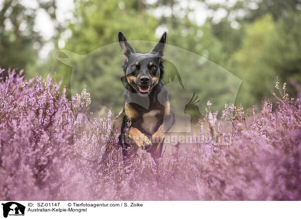 Australian-Kelpie-Mischling / Australian-Kelpie-Mongrel / SZ-01147