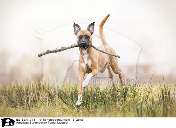 American-Staffordshire-Terrier-Mischling / American-Staffordshire-Terrier-Mongrel / SZ-01313