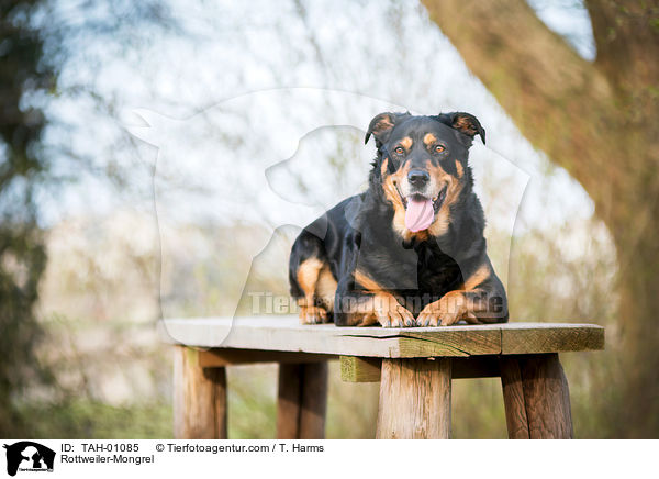 Rottweiler-Mischling / Rottweiler-Mongrel / TAH-01085
