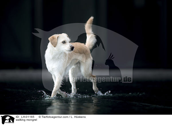 walking mongrel / LH-01165