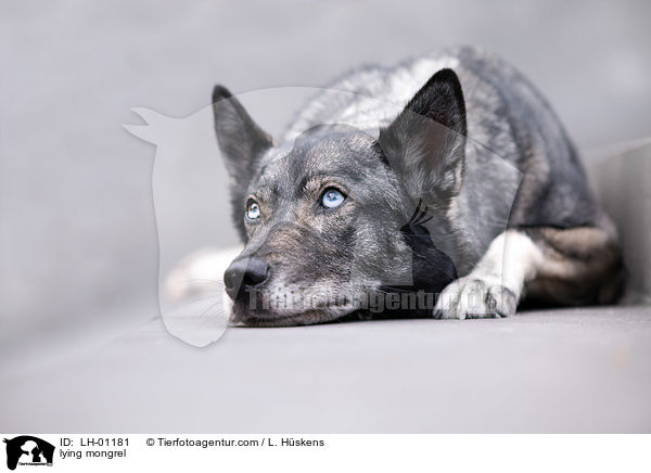 liegender Mischling / lying mongrel / LH-01181