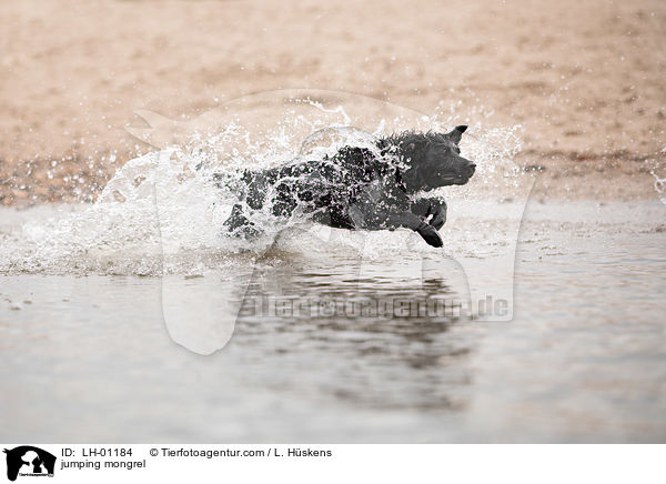 springender Mischling / jumping mongrel / LH-01184