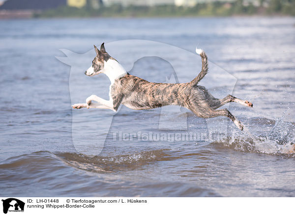 rennender Whippet-Border-Collie / running Whippet-Border-Collie / LH-01448
