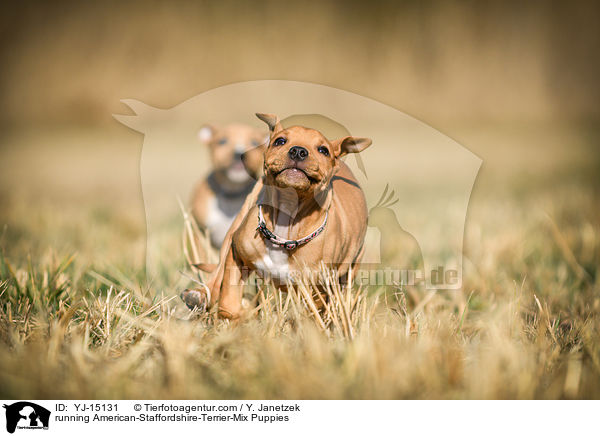 rennende American-Staffordshire-Terrier-Mischling Welpen / running American-Staffordshire-Terrier-Mix Puppies / YJ-15131