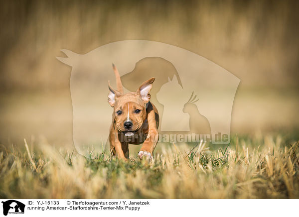rennender American-Staffordshire-Terrier-Mischling Welpe / running American-Staffordshire-Terrier-Mix Puppy / YJ-15133