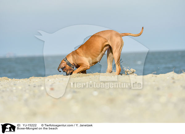 Boxer-Mischling am Strand / Boxer-Mongrel on the beach / YJ-15222