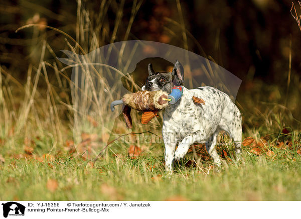running Pointer-French-Bulldog-Mix / YJ-15356