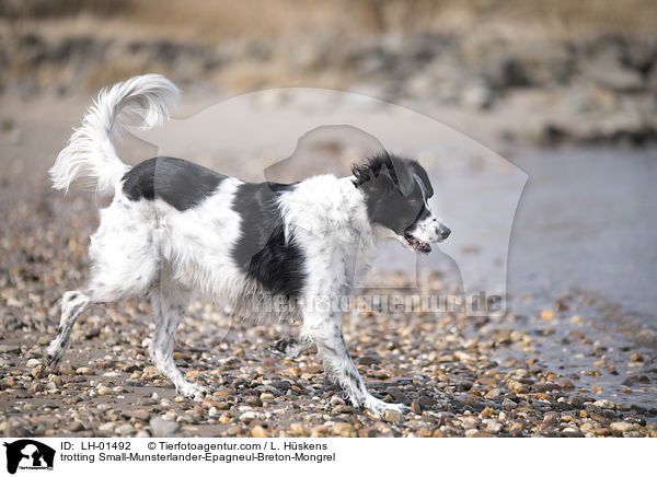 trabender Kleiner-Mnsterlnder-Epagneul-Breton-Mischling / trotting Small-Munsterlander-Epagneul-Breton-Mongrel / LH-01492