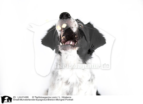Kleiner-Mnsterlnder-Epagneul-Breton-Mischling Portrait / Small-Munsterlander-Epagneul-Breton-Mongrel Portrait / LH-01499
