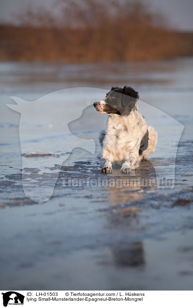 liegender Kleiner-Mnsterlnder-Epagneul-Breton-Mischling / lying Small-Munsterlander-Epagneul-Breton-Mongrel / LH-01503