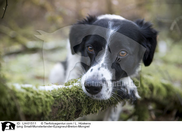 liegender Kleiner-Mnsterlnder-Epagneul-Breton-Mischling / lying Small-Munsterlander-Epagneul-Breton-Mongrel / LH-01511