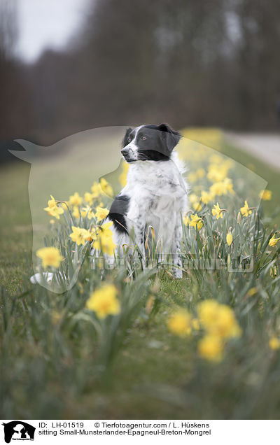 sitzender Kleiner-Mnsterlnder-Epagneul-Breton-Mischling / sitting Small-Munsterlander-Epagneul-Breton-Mongrel / LH-01519