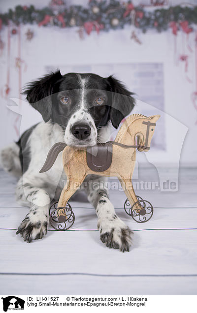lying Small-Munsterlander-Epagneul-Breton-Mongrel / LH-01527