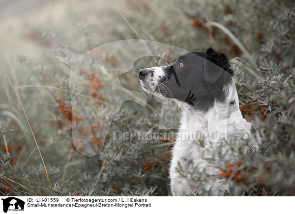 Kleiner-Mnsterlnder-Epagneul-Breton-Mischling Portrait / Small-Munsterlander-Epagneul-Breton-Mongrel Portrait / LH-01559