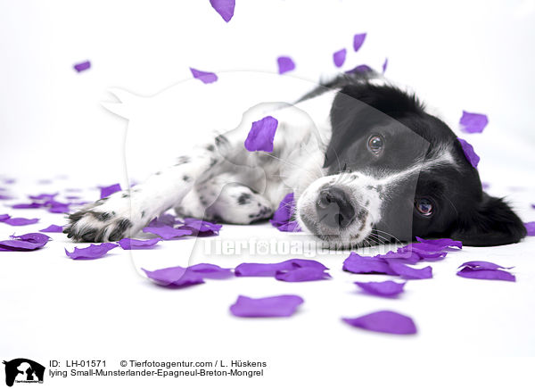 liegender Kleiner-Mnsterlnder-Epagneul-Breton-Mischling / lying Small-Munsterlander-Epagneul-Breton-Mongrel / LH-01571