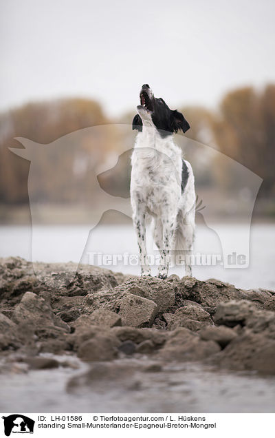 stehender Kleiner-Mnsterlnder-Epagneul-Breton-Mischling / standing Small-Munsterlander-Epagneul-Breton-Mongrel / LH-01586