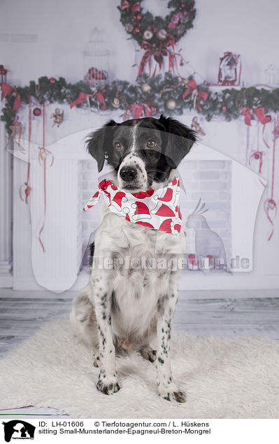sitzender Kleiner-Mnsterlnder-Epagneul-Breton-Mischling / sitting Small-Munsterlander-Epagneul-Breton-Mongrel / LH-01606