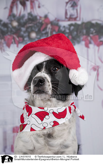 Kleiner-Mnsterlnder-Epagneul-Breton-Mischling Portrait / Small-Munsterlander-Epagneul-Breton-Mongrel Portrait / LH-01610