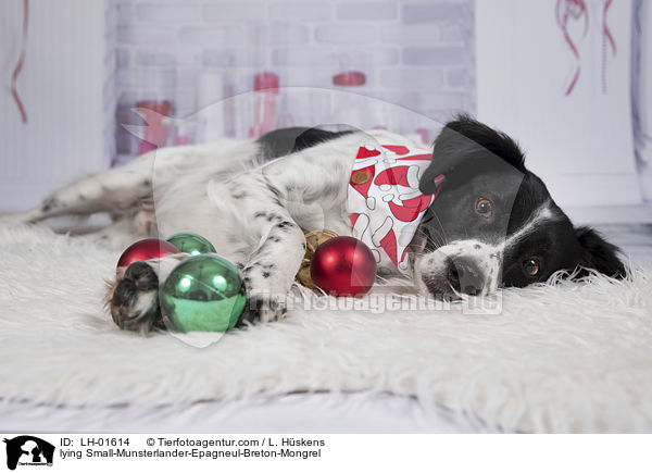 liegender Kleiner-Mnsterlnder-Epagneul-Breton-Mischling / lying Small-Munsterlander-Epagneul-Breton-Mongrel / LH-01614
