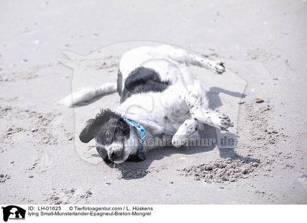 liegender Kleiner-Mnsterlnder-Epagneul-Breton-Mischling / lying Small-Munsterlander-Epagneul-Breton-Mongrel / LH-01625