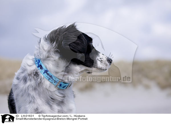 Kleiner-Mnsterlnder-Epagneul-Breton-Mischling Portrait / Small-Munsterlander-Epagneul-Breton-Mongrel Portrait / LH-01631