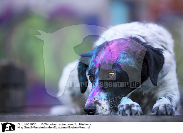 liegender Kleiner-Mnsterlnder-Epagneul-Breton-Mischling / lying Small-Munsterlander-Epagneul-Breton-Mongrel / LH-01635