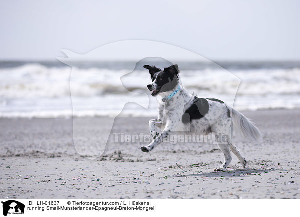 rennender Kleiner-Mnsterlnder-Epagneul-Breton-Mischling / running Small-Munsterlander-Epagneul-Breton-Mongrel / LH-01637