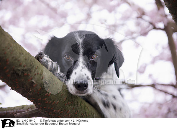 Kleiner-Mnsterlnder-Epagneul-Breton-Mischling / Small-Munsterlander-Epagneul-Breton-Mongrel / LH-01640