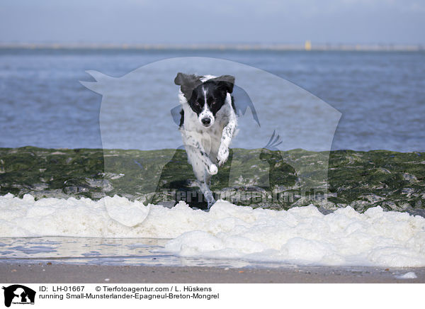 rennender Kleiner-Mnsterlnder-Epagneul-Breton-Mischling / running Small-Munsterlander-Epagneul-Breton-Mongrel / LH-01667