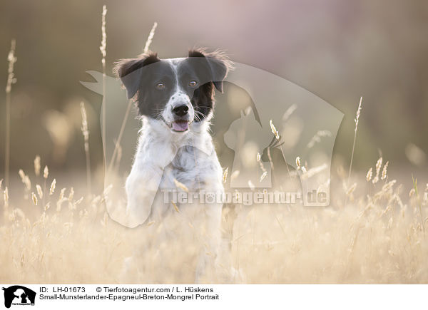 Kleiner-Mnsterlnder-Epagneul-Breton-Mischling Portrait / Small-Munsterlander-Epagneul-Breton-Mongrel Portrait / LH-01673