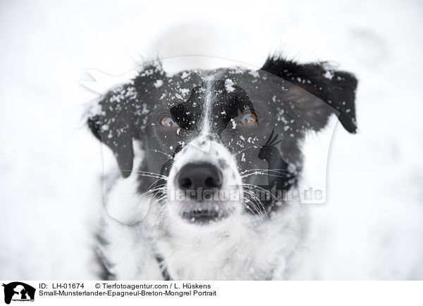 Kleiner-Mnsterlnder-Epagneul-Breton-Mischling Portrait / Small-Munsterlander-Epagneul-Breton-Mongrel Portrait / LH-01674