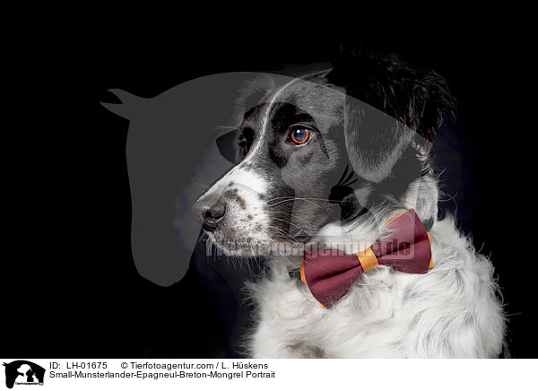 Kleiner-Mnsterlnder-Epagneul-Breton-Mischling Portrait / Small-Munsterlander-Epagneul-Breton-Mongrel Portrait / LH-01675