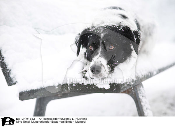 liegender Kleiner-Mnsterlnder-Epagneul-Breton-Mischling / lying Small-Munsterlander-Epagneul-Breton-Mongrel / LH-01682