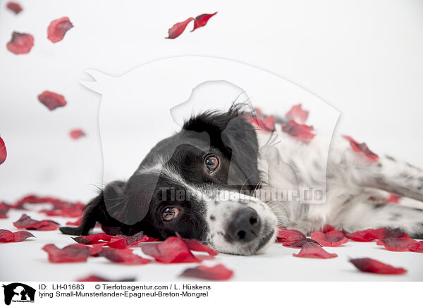 liegender Kleiner-Mnsterlnder-Epagneul-Breton-Mischling / lying Small-Munsterlander-Epagneul-Breton-Mongrel / LH-01683