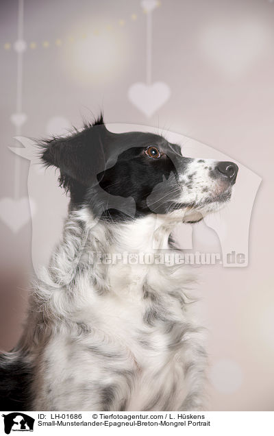 Kleiner-Mnsterlnder-Epagneul-Breton-Mischling Portrait / Small-Munsterlander-Epagneul-Breton-Mongrel Portrait / LH-01686