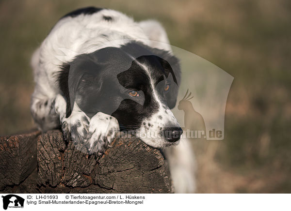 liegender Kleiner-Mnsterlnder-Epagneul-Breton-Mischling / lying Small-Munsterlander-Epagneul-Breton-Mongrel / LH-01693