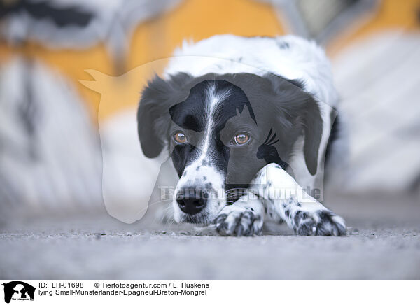 liegender Kleiner-Mnsterlnder-Epagneul-Breton-Mischling / lying Small-Munsterlander-Epagneul-Breton-Mongrel / LH-01698